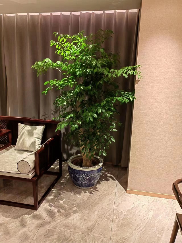 豐臺區(qū)綠植幸福樹